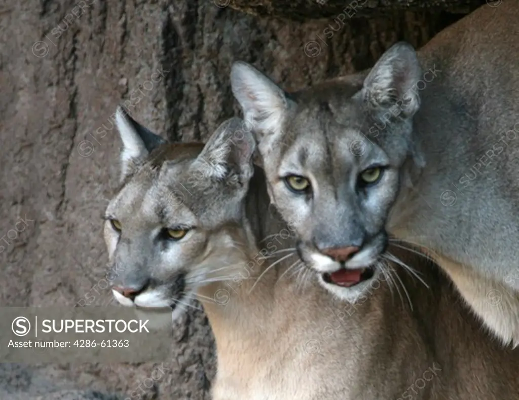 Close up of a pair of Mountain Lions