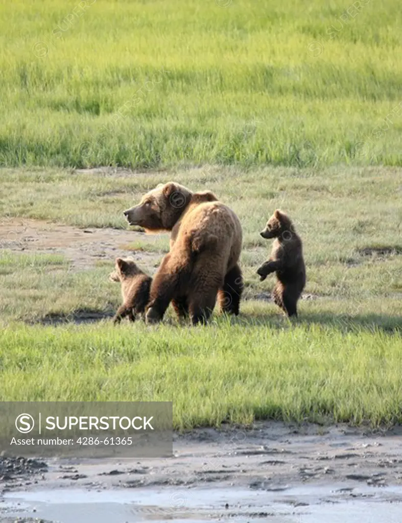 Grizzly bear mother and cubs