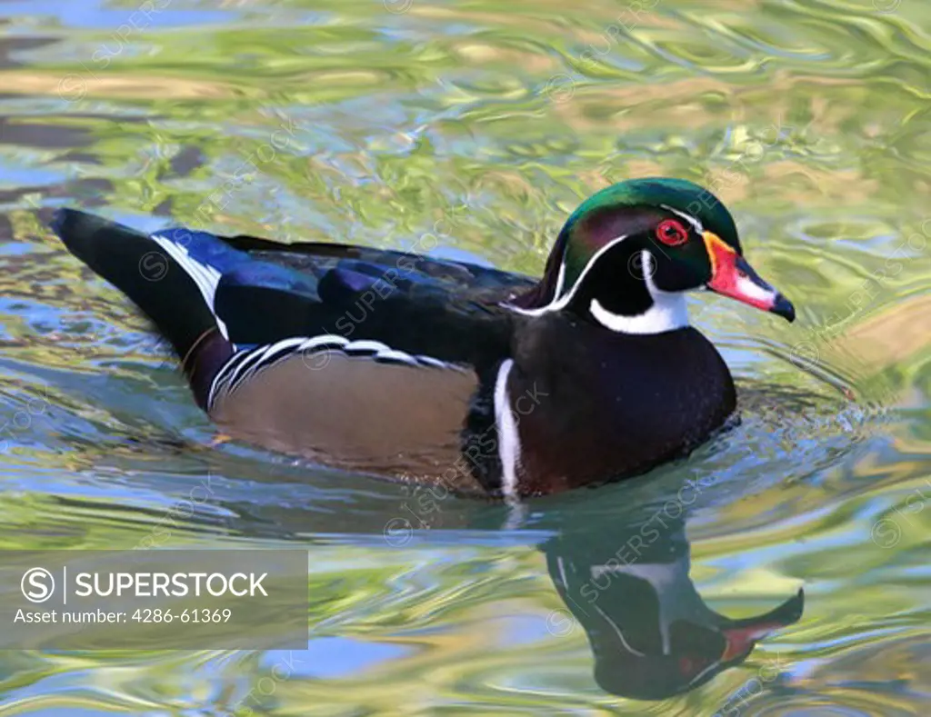 Wood Duck wading in the water