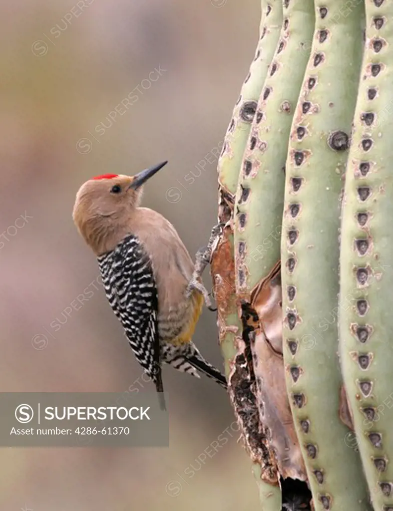 Red Headed Woodpecker on  a cactus