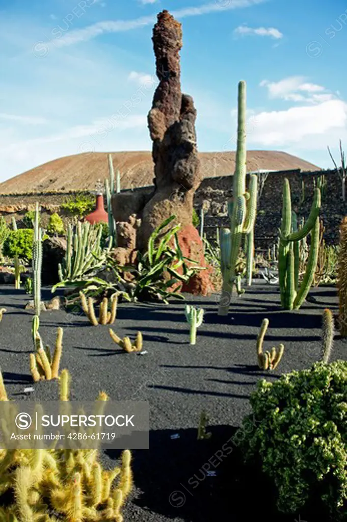 Cactusgarden in Guatiza Lanzarote, Spain