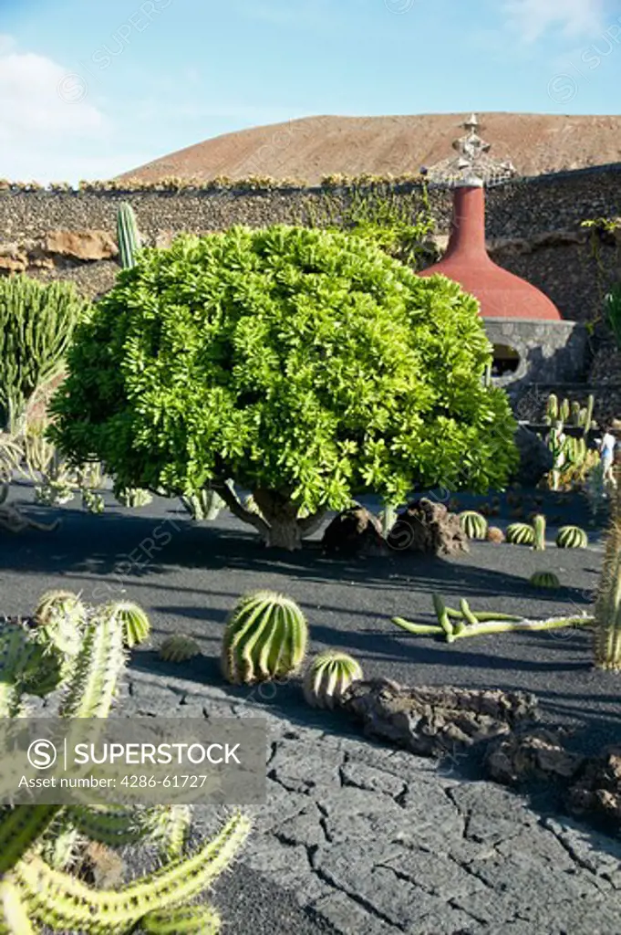 Cactusgarden in Guatiza Lanzarote, Spain