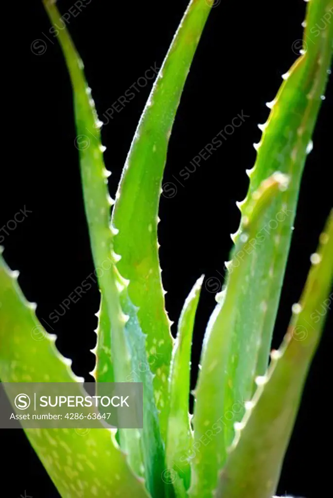 Aloe Vera Barbadensis close up
