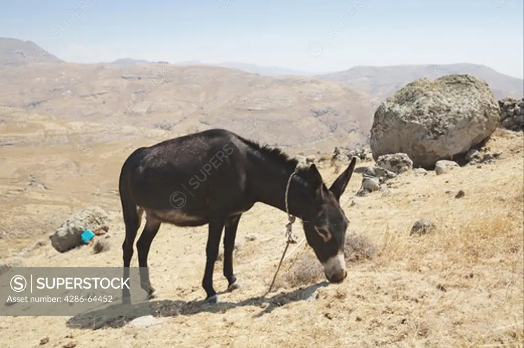 Greece, island lesbos, donkey