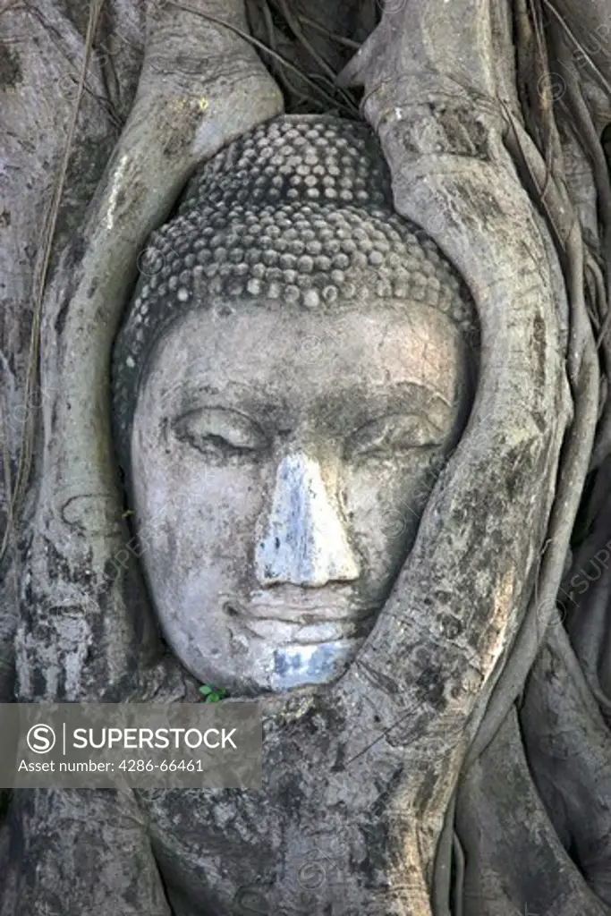Ayyuthaya Wat Mahathat Buddha head enclosed in tree roots