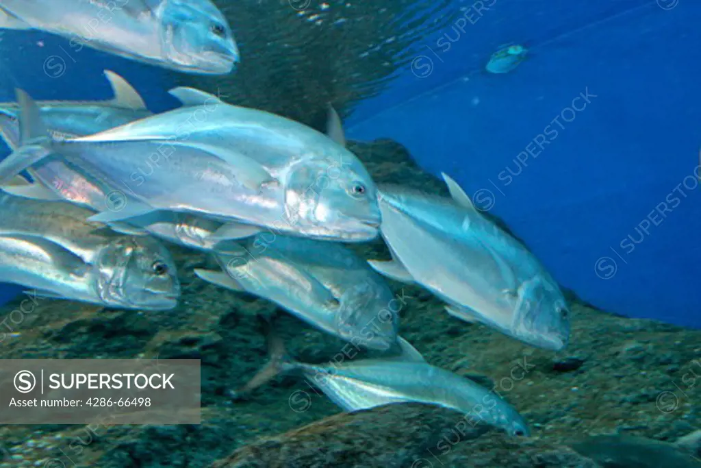 Pattaya Sea World Aquarium,
