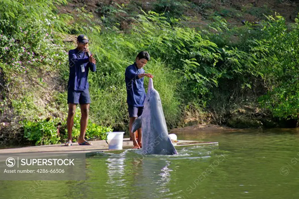 Pattaya Delphin Show near wooden temple Sanctuary of Truth