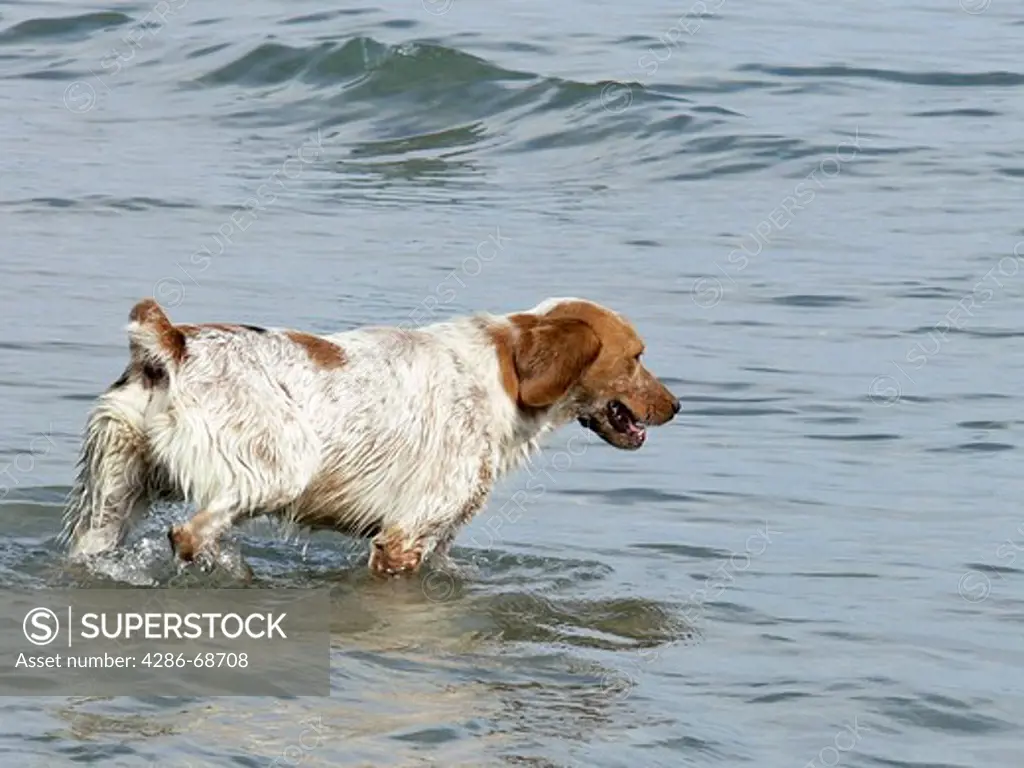 dog into the sea