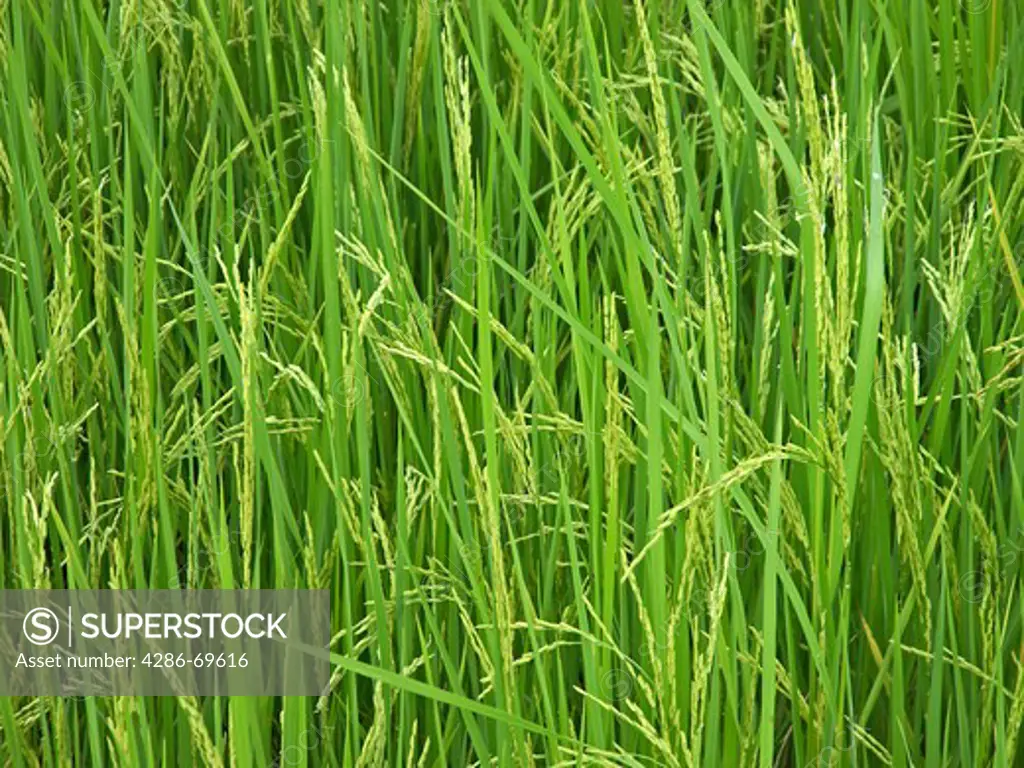 Rice field in
