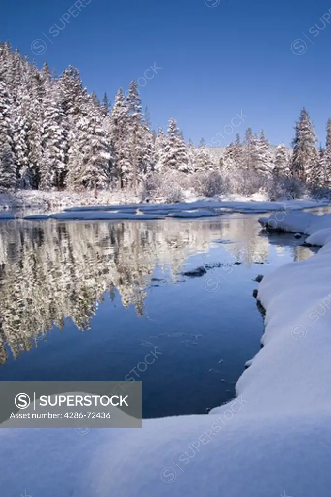 Trees reflecting in the Truckee River, California after a fresh snow