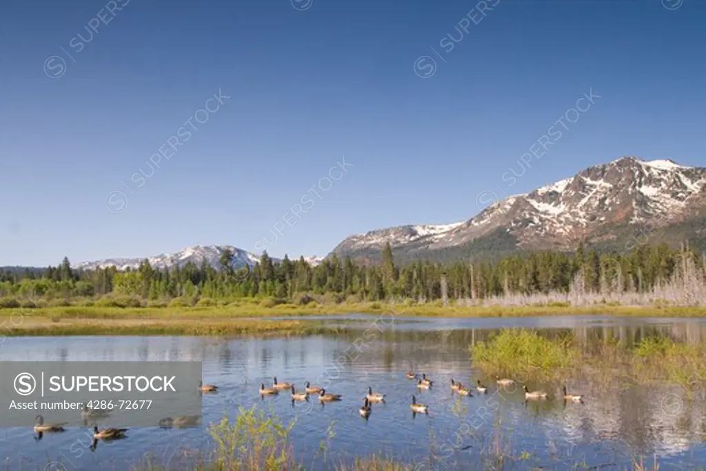 A flock of Canadian geese swimming in a pond in front of Mount Tallac near Lake Tahoe in California