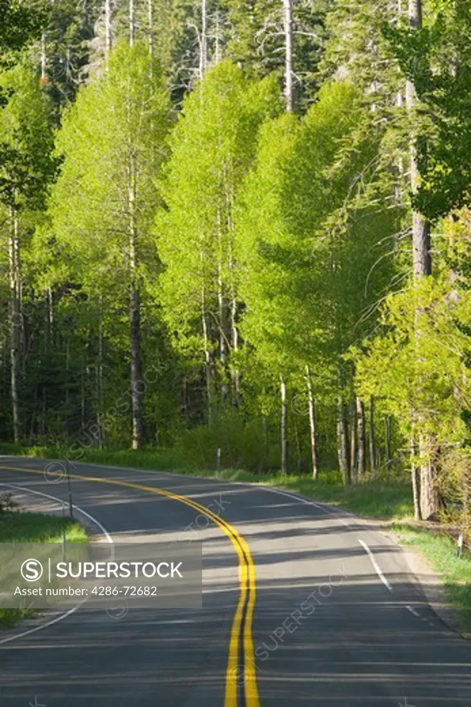 Aspens trees in the spring and a winding road near Lake Tahoe in California