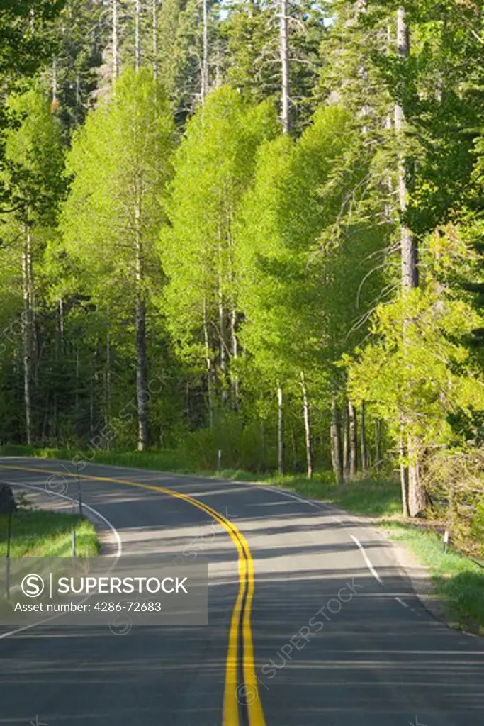 Aspens trees in the spring and a winding road near Lake Tahoe in California
