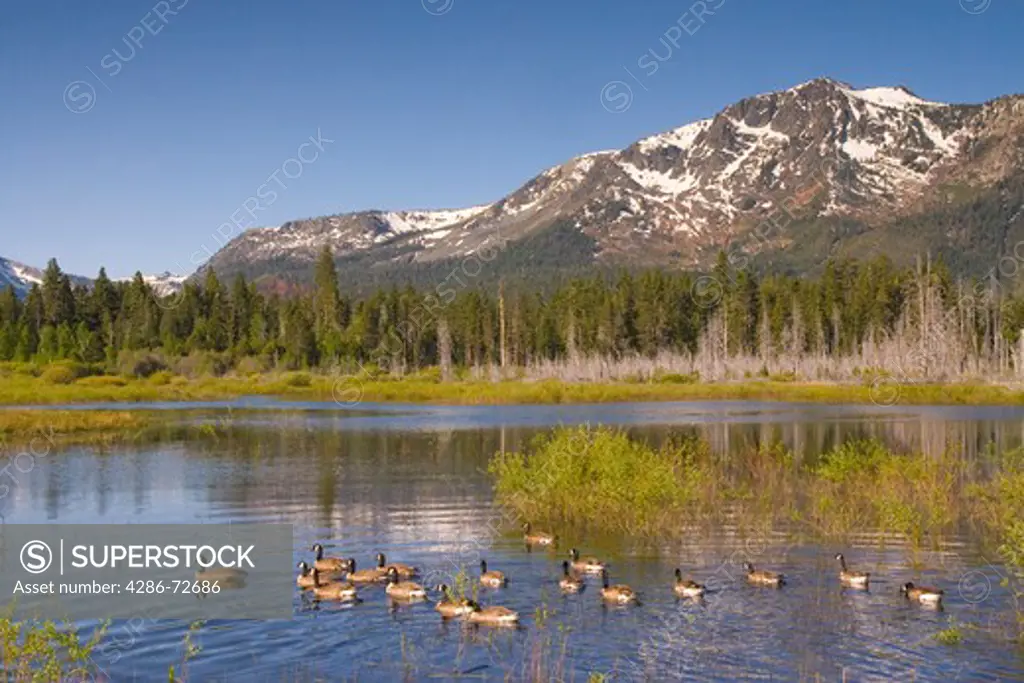 A flock of Canadian geese swimming in a pond in front of Mount Tallac near Lake Tahoe in California