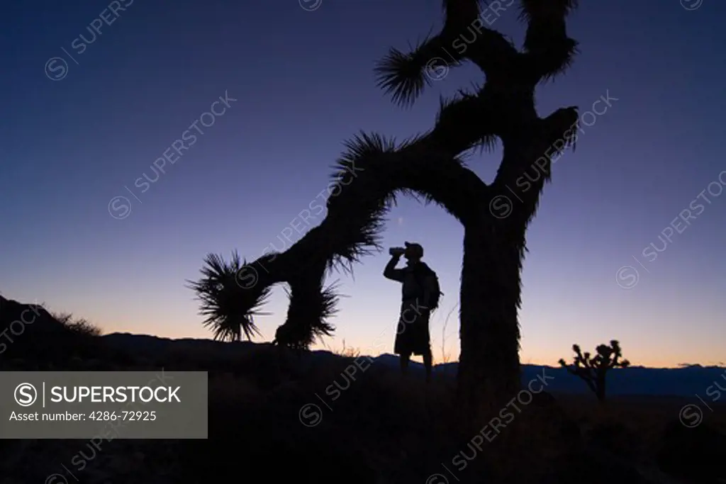  A silhouette of a male hiker by a Joshua Tree at sunset drinking from a bottle near Lone Pine in California