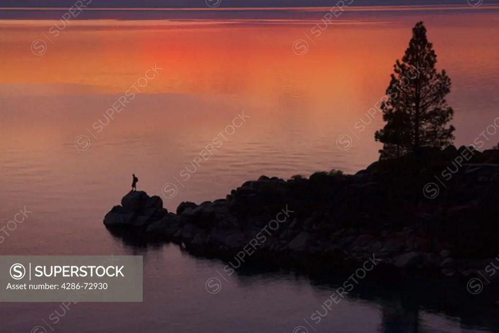  A man standing on a rock under a tree on the shore of Lake Tahoe in California at sunset with reflecting water