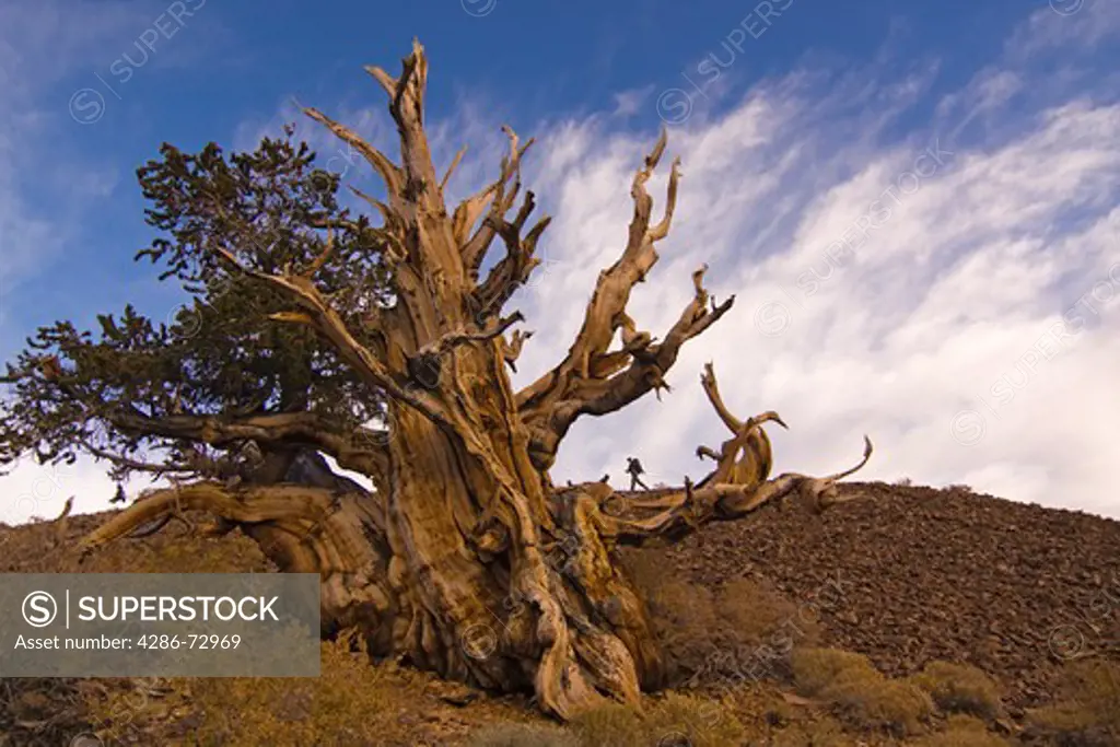 A hiker by a Bristlecone Pine tree at sunset near Bishop in California