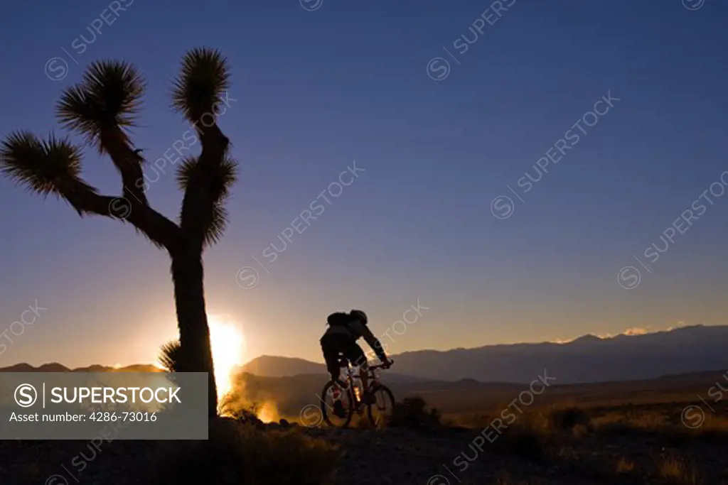 A silhouette of a biker by a Joshua Tree at sunset near Lone Pine in California