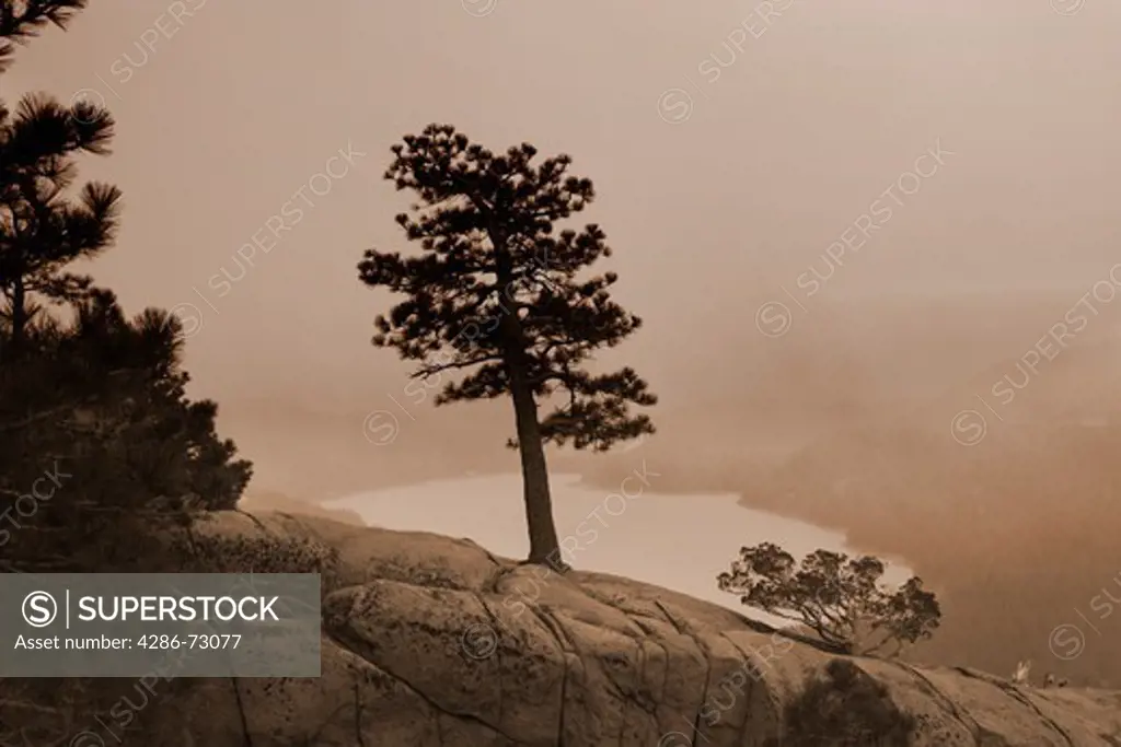 A lone sepia pine tree above Donner Lake near Truckee in California