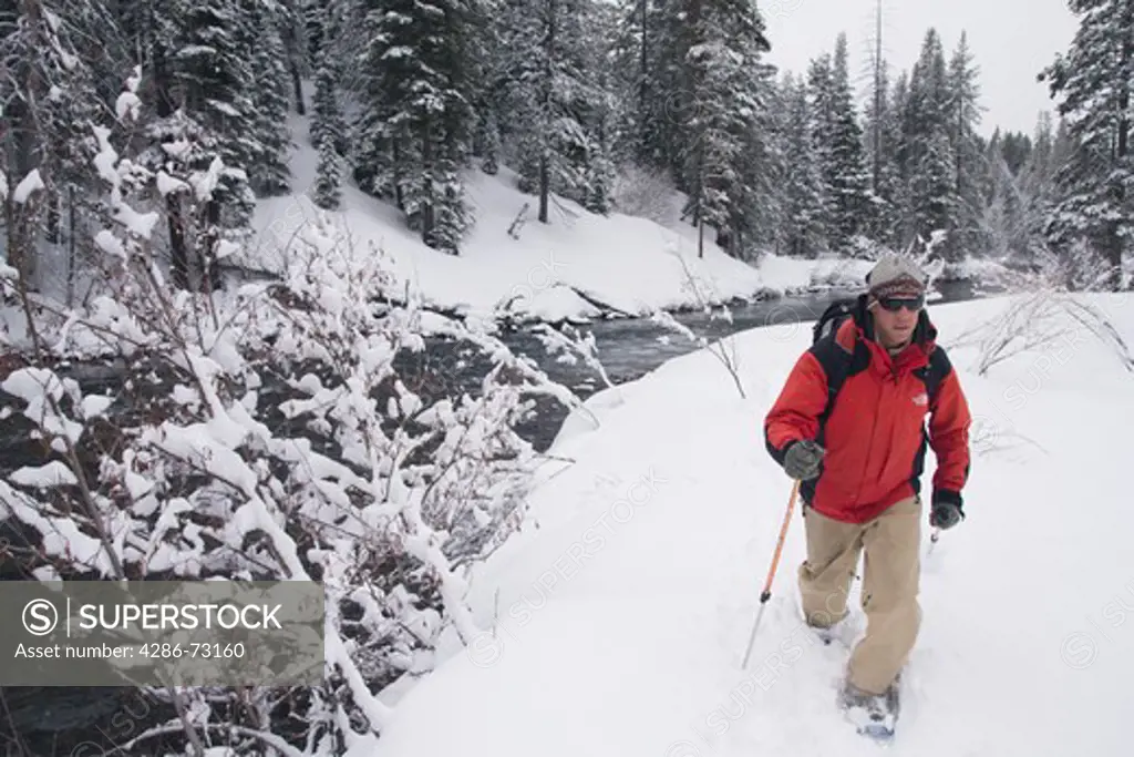 A man snow shoeing along the Truckee river while it snows in Truckee in California