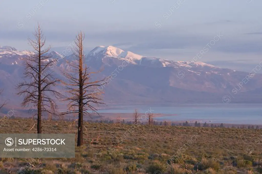  A burnt forest and the aftermath of a forest fire in the Sierra Mountains near Mono Lake in California
