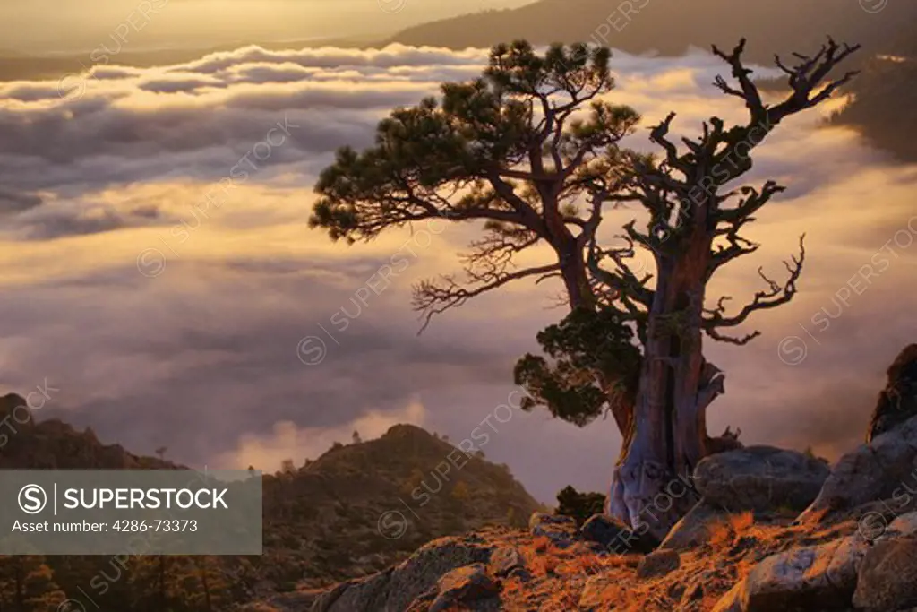 A dramatic old tree above a sea of clouds at sunrise on Donner Summit in California