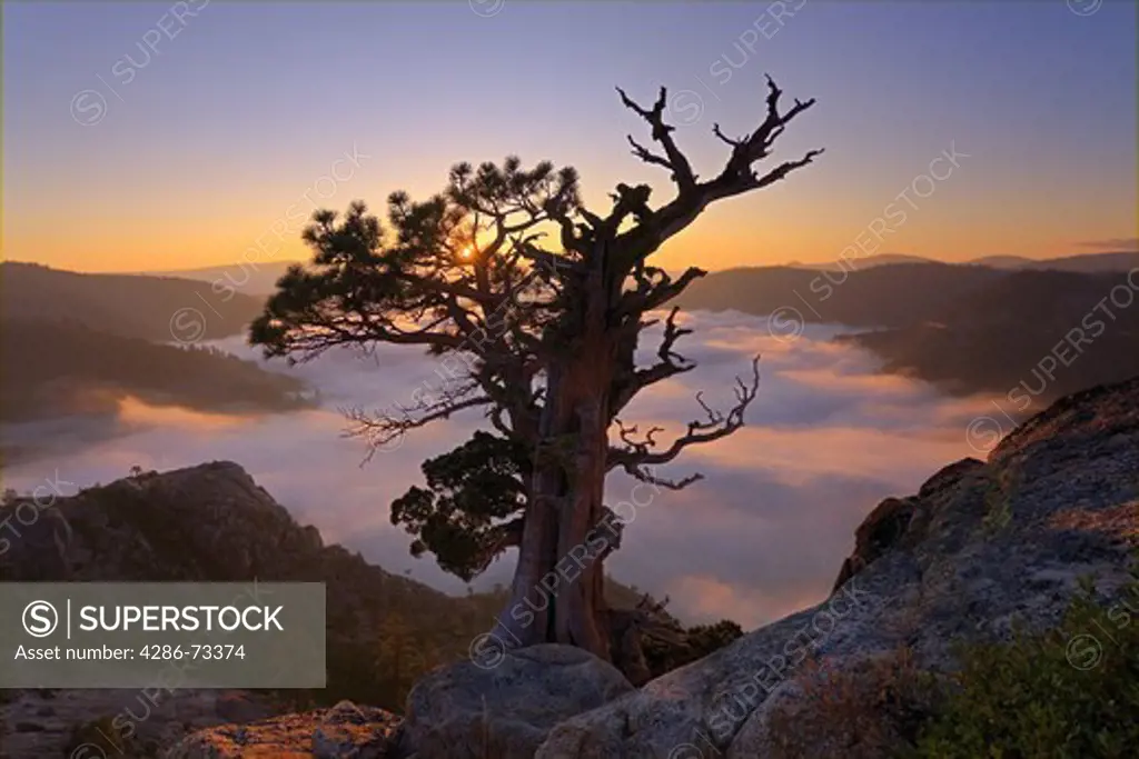 A dramatic old tree above a sea of clouds at sunrise on Donner Summit in California