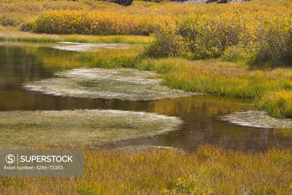 A pond with fall foliage at Virginia Lakes in the Sierra mountains of California