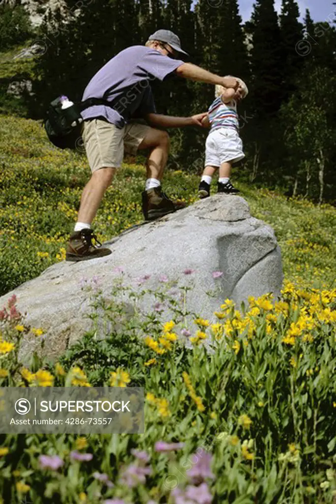 A father helping his son climb up a rock in a field of flowers in the Wasatch mountains near Alta in Utah