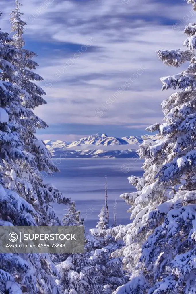 HDR tone mapped A view of Lake Tahoe California with snowy trees in the morning after a winter storm