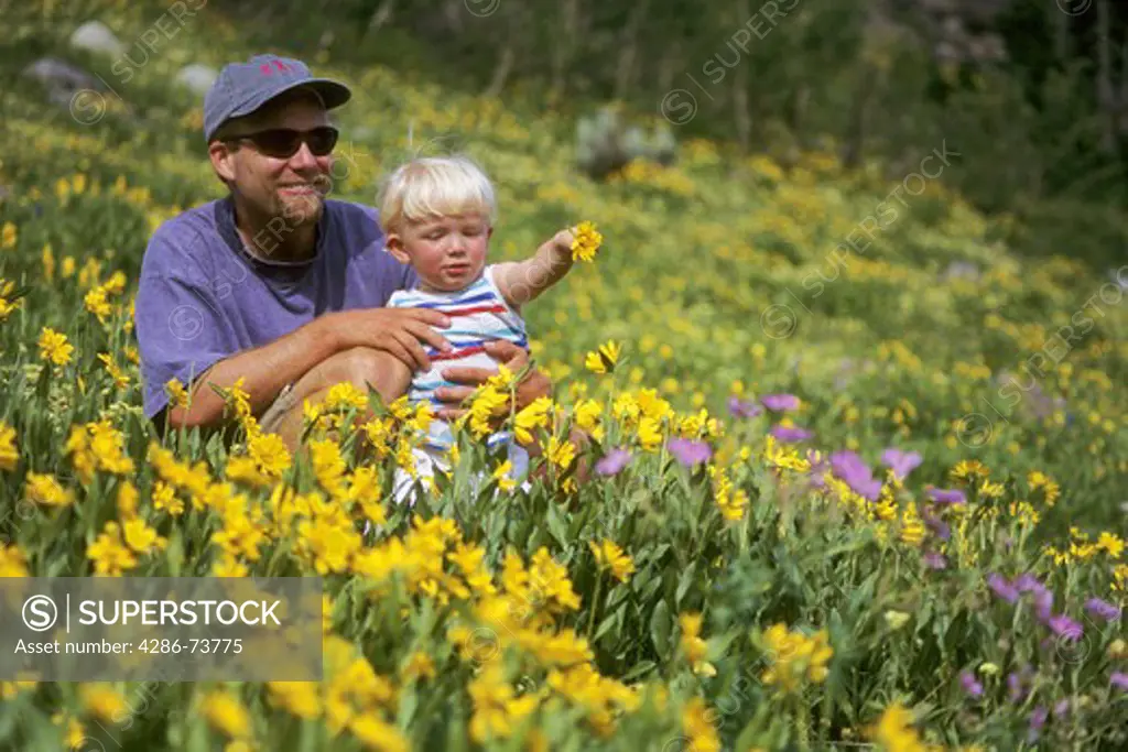 Father and son sitting in field of flowers in the Wasatch mountains near Alta in Utah, USA 