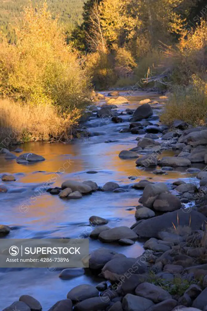 The Little Truckee River in the early morning with fall foliage