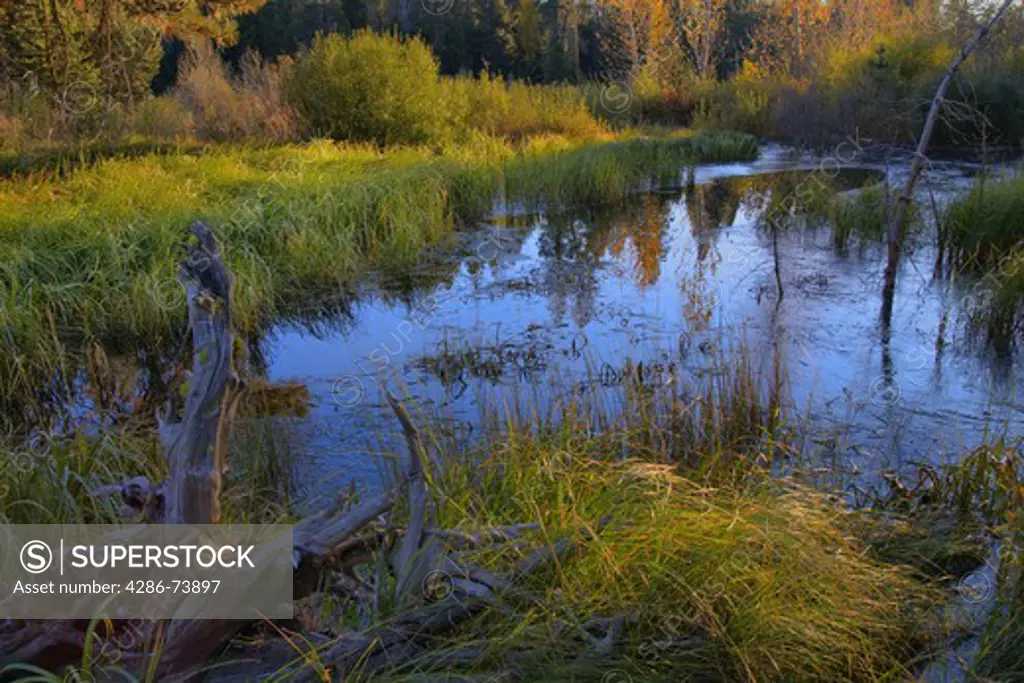 A beaver pond surrounded by sedge grasses near Truckee California