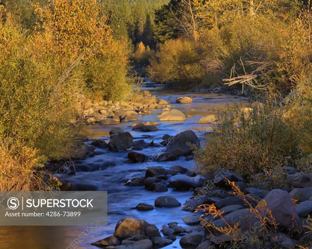 The Little Truckee River in the early morning with fall foliage
