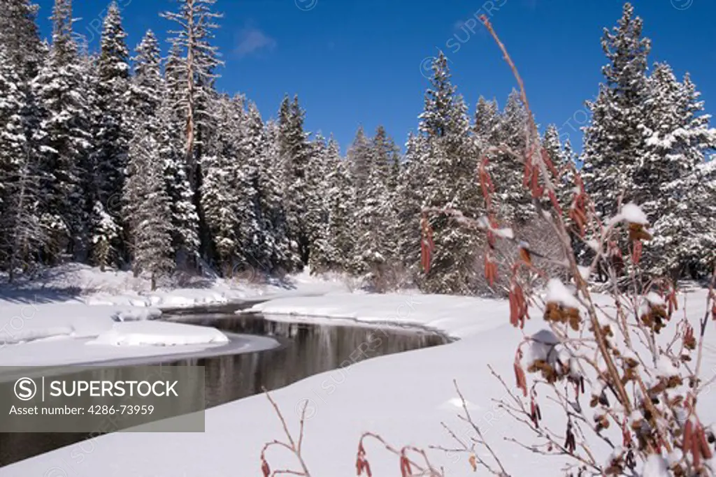 the truckee river upstream of squaw valley with snow on a sunny day in the winter