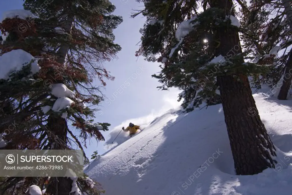 A man skiing through trees in fresh powder snow on a sunny day at Northstar near Lake Tahoe in California