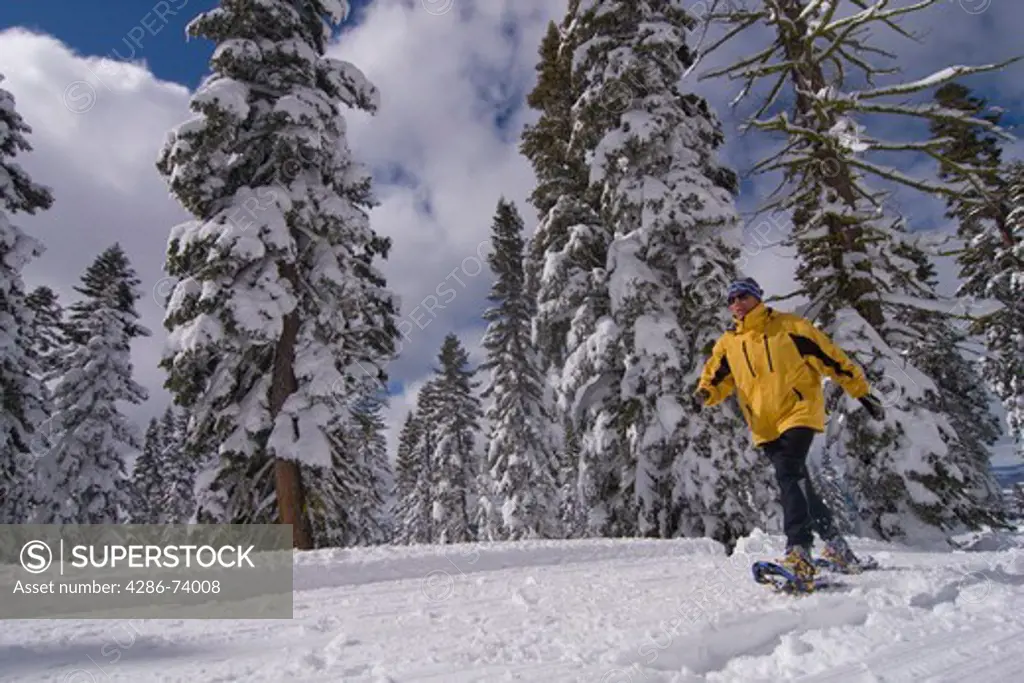 A man walking on snowshoes past snow covered pine trees at Northstar near Lake Tahoe in California