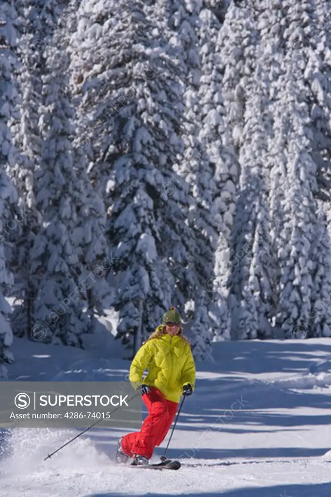 A woman telemark skiing past snow covered pine trees at Northstar ski resort near Lake Tahoe in California