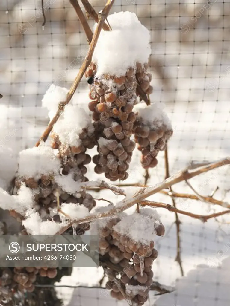 a grape harvest where grapes stay on the vines and are picked when temperatures drop to minus 8C.