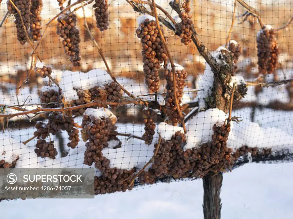 a grape harvest where grapes stay on the vines and are picked when temperatures drop to minus 8C.