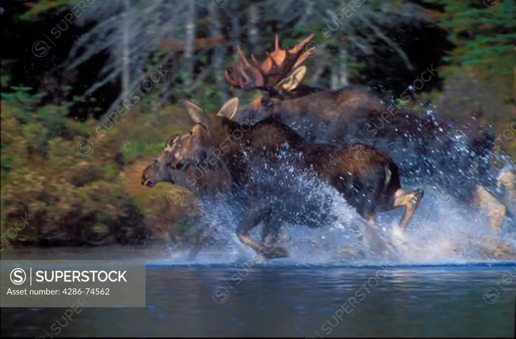 USA, North America, New England, Piscataquis County, Maine, Baxter State Park, Sandy Stream Pond, Roaring Brook Campground, Bull, Cow and calf moose running, (ALCES ALCES) 