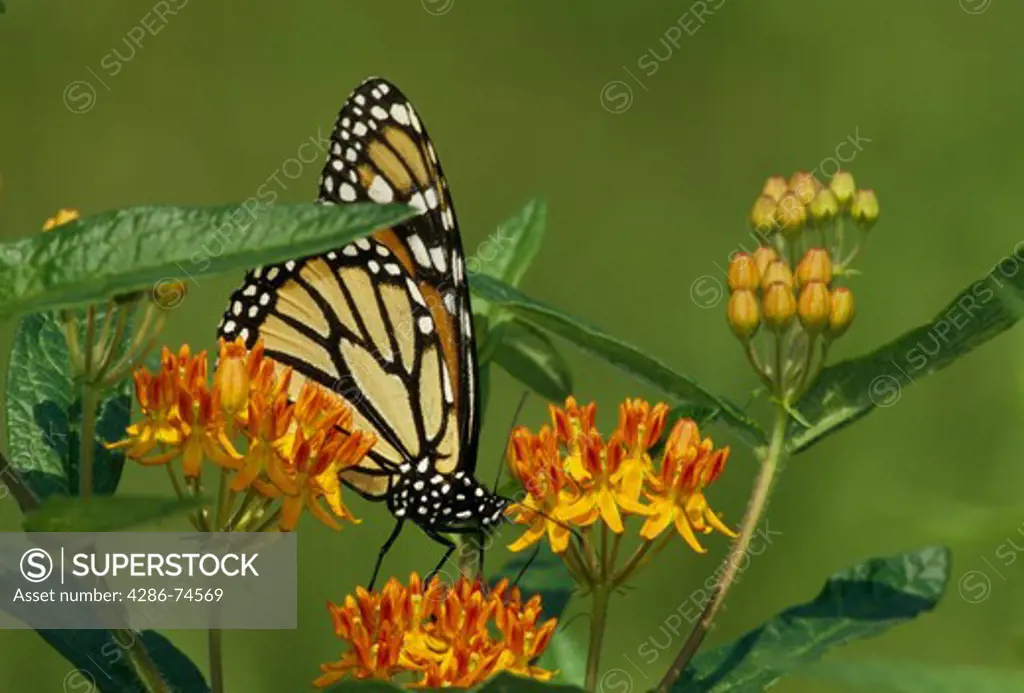 USA, North America, New England, York County, Eliot, Maine, Monarch butterfly (Danaus plexippus plexippus (Linnaeus)) on butterfly weed (Asclepias tuberosa (Asclepiadaceae)