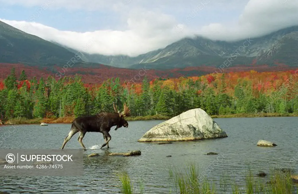 North America, USA, New England, Maine, Piscataquis County, Baxter State Park, Sandy Stream Pond, Mt. Katahdin, Bull Moose (ALCES ALCES) , fall foliage. Bull Moose in the foreground in Sandy Stream Pond with Mt. Kathadin in the background and fall foliage.