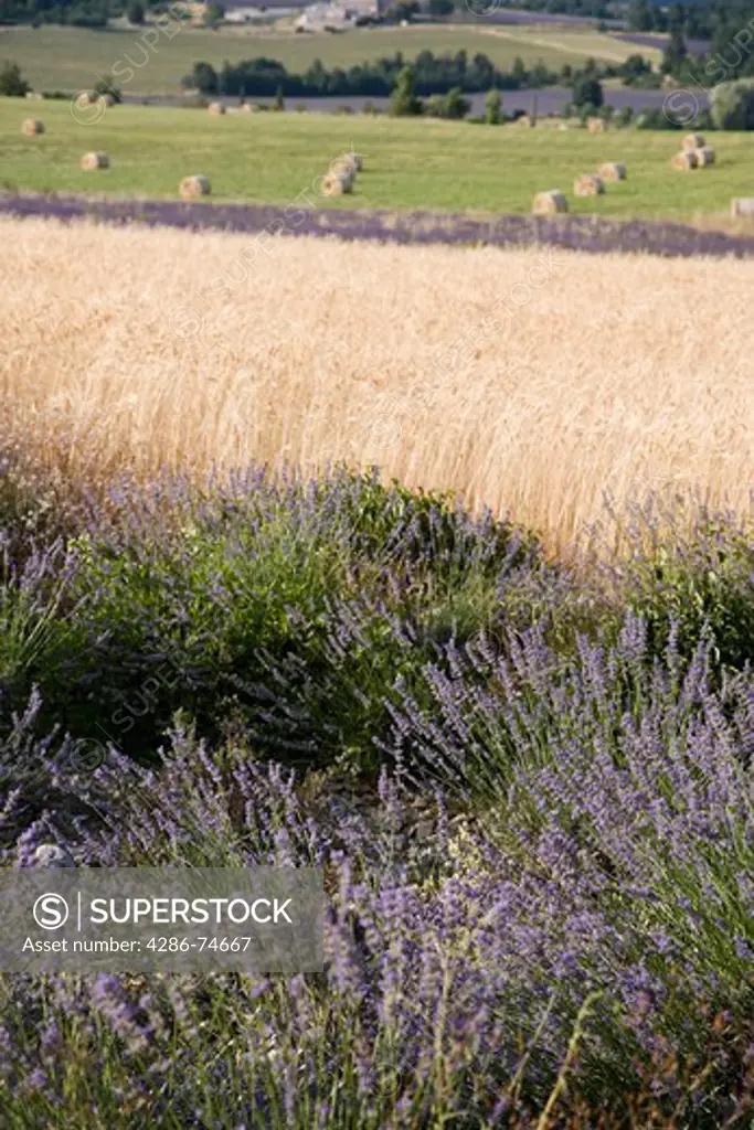 Lavender in Sault. Vaucluse, Provence, France