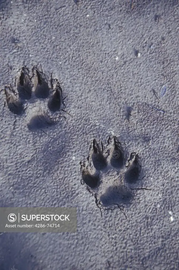 WOLF TRACKS, CANNING RIVER