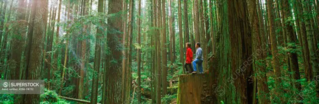 Couple in Redwood forest on California Coast