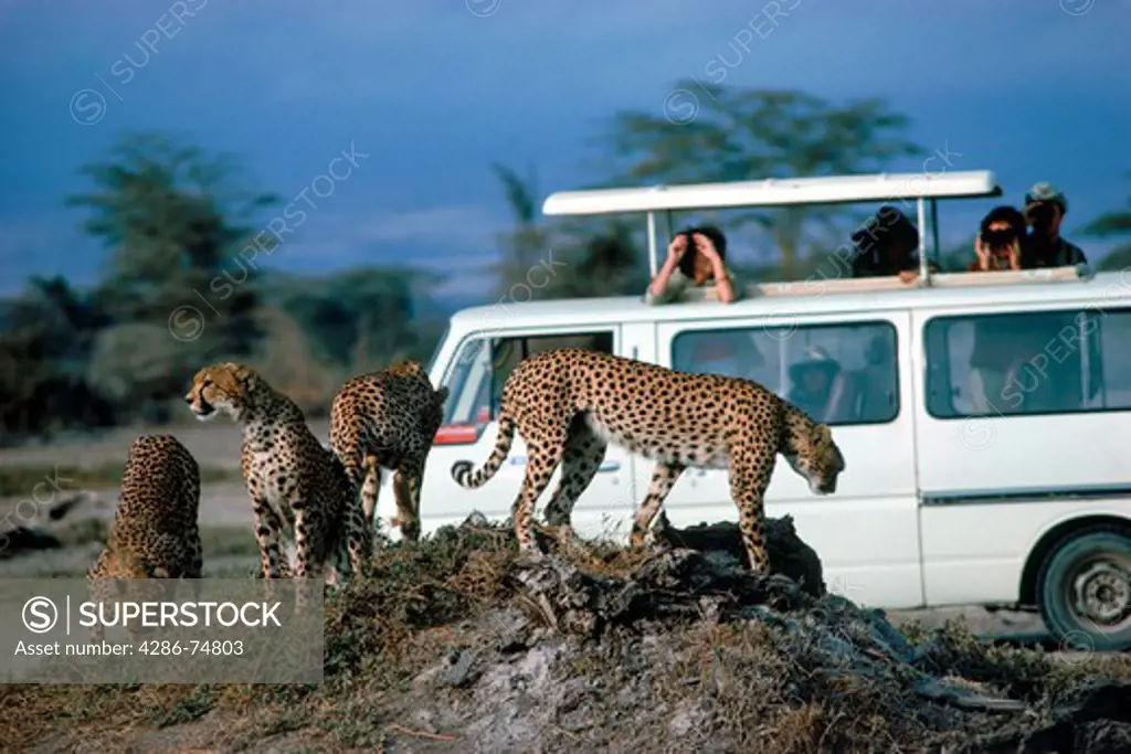 Safari minibus with tourists photographing family of cheetahs (citrakaya tiger) in Zimbabwe