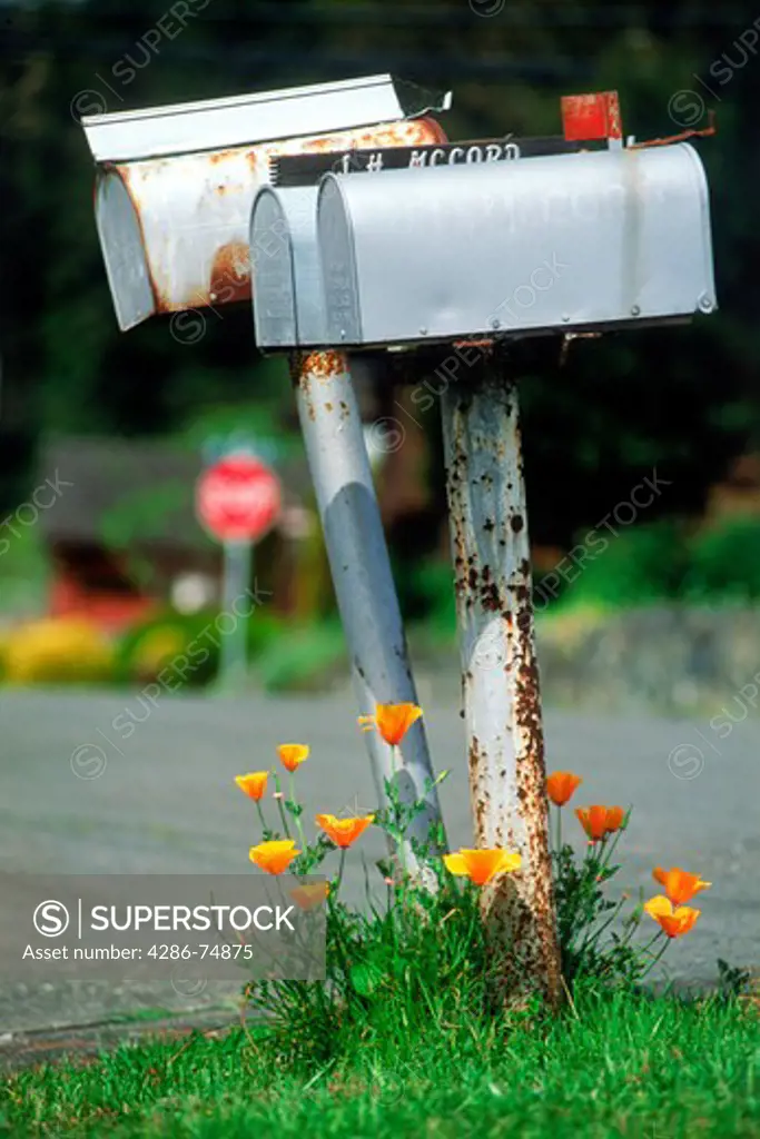 Rusty residential mail boxes standing above wild golden poppies, the state flower of California