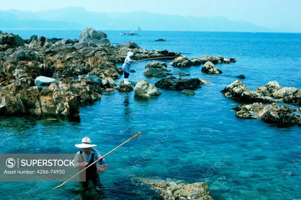 Japanese couple at Amakusa Island hunting for seaweed in shallow pools on Pacific Coast