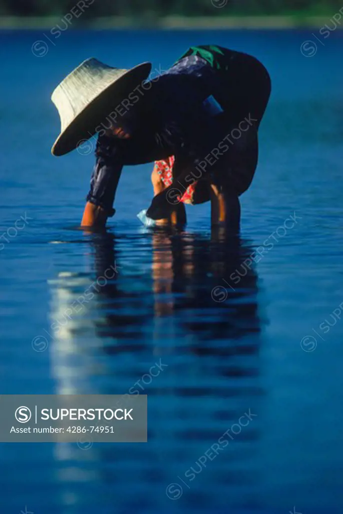 Lady digging for cockles in shallow waters at sunset on Thailand coast